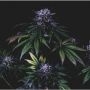 Purple Pearl Pilchards Feminized Marijuana Strain by Pilchards Caviar Bodega For Sale Online at Cannabis Seeds Outlet