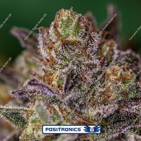 Purple Cherry Feminized Marijuana Strain by Positronic Seeds For Sale Online at Cannabis Seeds Outlet