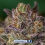 Purple Cherry Feminized Marijuana Strain by Positronic Seeds For Sale Online at Cannabis Seeds Outlet