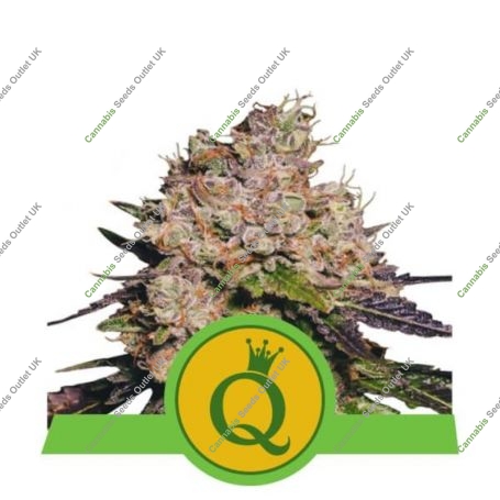 Purple Queen Auto Feminized Marijuana Strain by Royal Queen Seeds For Sale Online at Cannabis Seeds Outlet