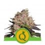 Purple Queen Auto Feminized Marijuana Strain by Royal Queen Seeds For Sale Online at Cannabis Seeds Outlet