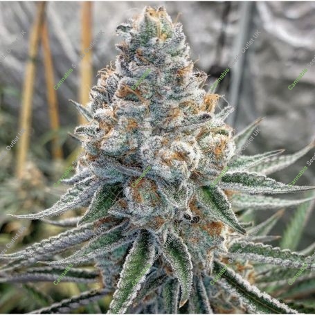 Do Si Dos x Purple Punch Feminized Marijuana Strain by Ripper Seeds For Sale Online at Cannabis Seeds Outlet