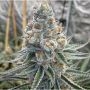 Do Si Dos x Purple Punch Feminized Marijuana Strain by Ripper Seeds For Sale Online at Cannabis Seeds Outlet