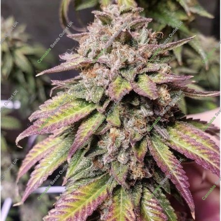 Mochi x Purple Punch Feminized Marijuana Strain by Ripper Seeds For Sale Online at Cannabis Seeds Outlet