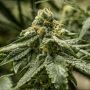 2y2 Feminized Marijuana Strain by R-Kiem For Sale Online at Cannabis Seeds Outlet