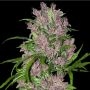 Purple Bud Auto Feminized Marijuana Strain by White Label For Sale Online at Cannabis Seeds Outlet