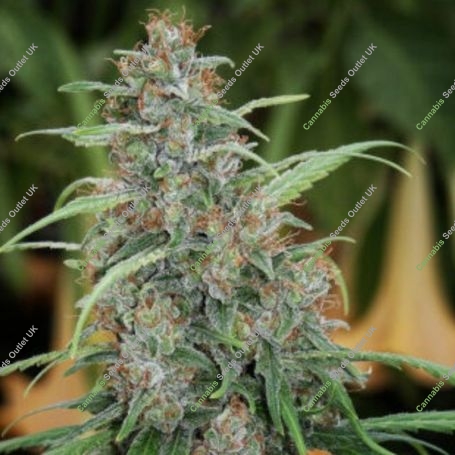 Fast N Glorious Reg Marijuana Strain by Mandala Seeds For Sale Online at Cannabis Seeds Outlet