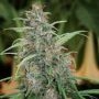Fast N Glorious Reg Marijuana Strain by Mandala Seeds For Sale Online at Cannabis Seeds Outlet