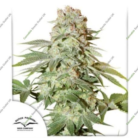 Power Plant Marijuana Strain by Dutch Passion For Sale Online at Cannabis Seeds Outlet