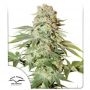Power Plant Marijuana Strain by Dutch Passion For Sale Online at Cannabis Seeds Outlet