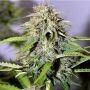 Pure Power Plant Auto Feminized Marijuana Strain by Nirvana For Sale Online at Cannabis Seeds Outlet
