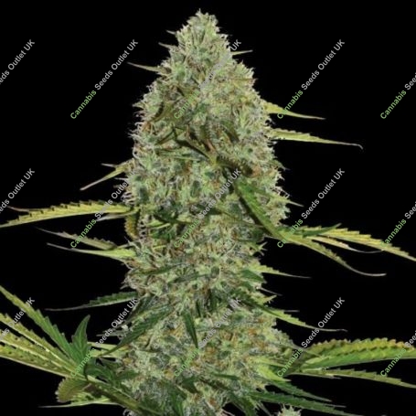 Mega Power Plant Auto Feminized Marijuana Strain by Spliff Seeds For Sale Online at Cannabis Seeds Outlet