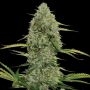 Mega Power Plant Auto Feminized Marijuana Strain by Spliff Seeds For Sale Online at Cannabis Seeds Outlet