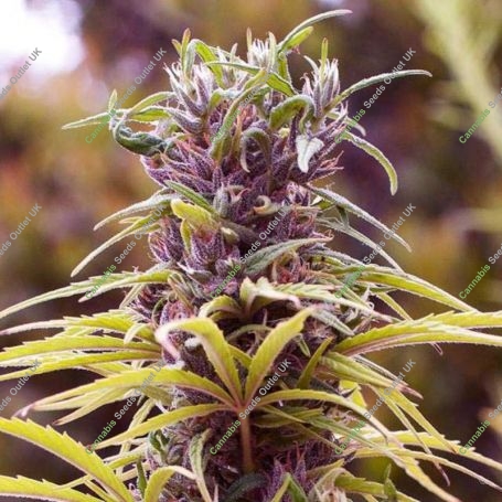 Durban Poison Regular Marijuana Strain by Nirvana For Sale Online at Cannabis Seeds Outlet