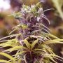 Durban Poison Regular Marijuana Strain by Nirvana For Sale Online at Cannabis Seeds Outlet