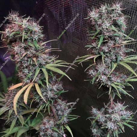 Ethiopia x Malawi Regular Marijuana Strain by Ace Seeds For Sale Online at Cannabis Seeds Outlet