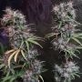 Ethiopia x Malawi Regular Marijuana Strain by Ace Seeds For Sale Online at Cannabis Seeds Outlet