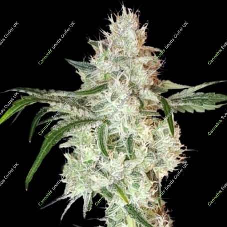 Lemon OG Feminized Marijuana Strain by Super Sativa Seed Club For Sale Online at Cannabis Seeds Outlet