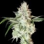 Lemon OG Feminized Marijuana Strain by Super Sativa Seed Club For Sale Online at Cannabis Seeds Outlet