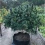Lavnesia Feminized Marijuana Strain by Soma Seeds For Sale Online at Cannabis Seeds Outlet