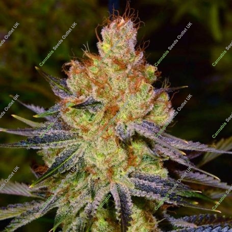 Orange Bud Regular Marijuana Strain by Nirvana For Sale Online at Cannabis Seeds Outlet