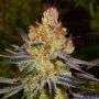 Orange Bud Regular Marijuana Strain by Nirvana For Sale Online at Cannabis Seeds Outlet