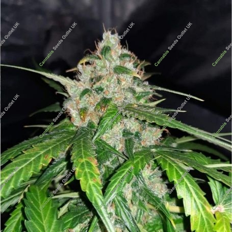 Orange Bud Auto Feminized Marijuana Strain by Nirvana For Sale Online at Cannabis Seeds Outlet