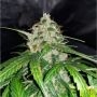 Orange Bud Auto Feminized Marijuana Strain by Nirvana For Sale Online at Cannabis Seeds Outlet