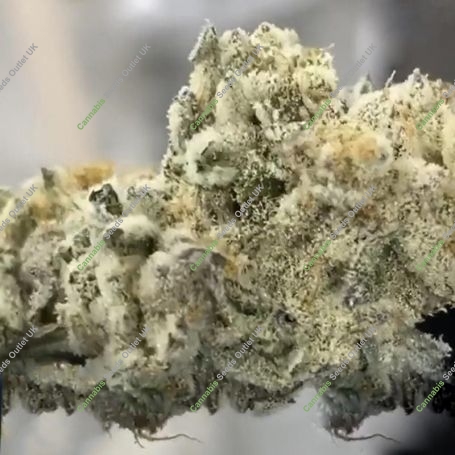 L.A Banana Cake Marijuana Strain by Black Farm Genetix For Sale Online at Cannabis Seeds Outlet