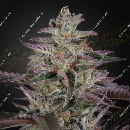 Banana Krumble Feminized Marijuana Strain by Greenhouse Seeds For Sale Online at Cannabis Seeds Outlet