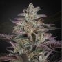Banana Krumble Feminized Marijuana Strain by Greenhouse Seeds For Sale Online at Cannabis Seeds Outlet