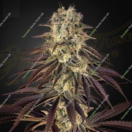 Kongs Krush Feminized Marijuana Strain by Greenhouse Seeds For Sale Online at Cannabis Seeds Outlet