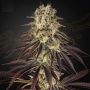 Kongs Krush Feminized Marijuana Strain by Greenhouse Seeds For Sale Online at Cannabis Seeds Outlet