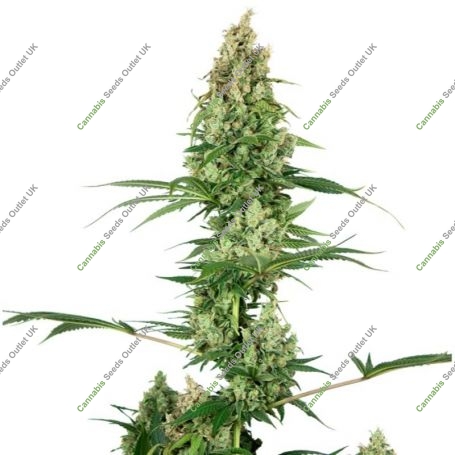 Silver Fire Feminized Marijuana Strain by Sensi Seed Bank For Sale Online at Cannabis Seeds Outlet