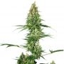 Silver Fire Feminized Marijuana Strain by Sensi Seed Bank For Sale Online at Cannabis Seeds Outlet