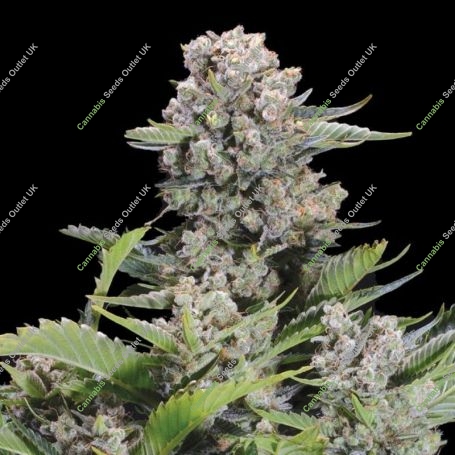 Blackberry Dream Regular Marijuana Strain by Elev8 Seeds For Sale Online at Cannabis Seeds Outlet