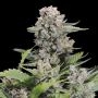 Blackberry Dream Regular Marijuana Strain by Elev8 Seeds For Sale Online at Cannabis Seeds Outlet