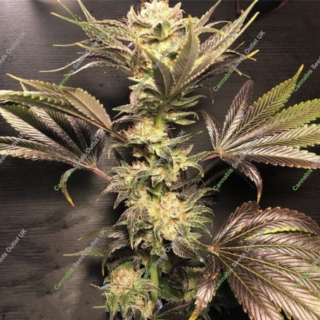 Hibiscus Regular Marijuana Strain by R-Kiem For Sale Online at Cannabis Seeds Outlet