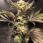 Hibiscus Regular Marijuana Strain by R-Kiem For Sale Online at Cannabis Seeds Outlet