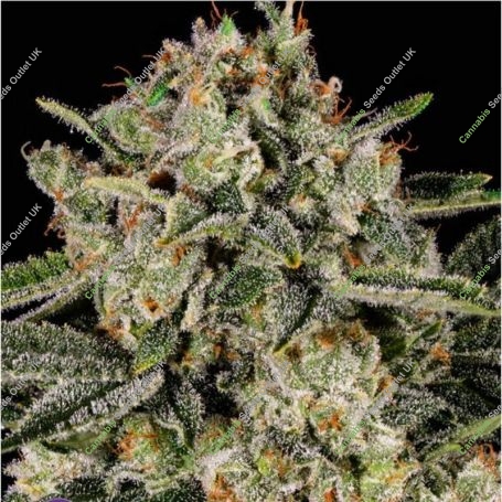 Banana MAC Feminized Marijuana Strain by Anesia Seeds For Sale Online at Cannabis Seeds Outlet
