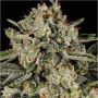 Banana MAC Feminized Marijuana Strain by Anesia Seeds For Sale Online at Cannabis Seeds Outlet