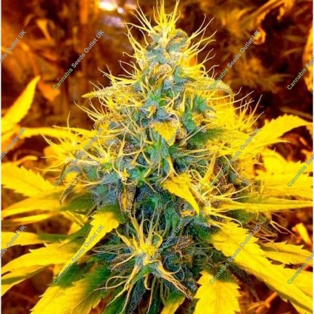 Banana Kush Feminized Marijuana Strain by Professor Trichome For Sale Online at Cannabis Seeds Outlet