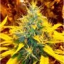 Banana Kush Feminized Marijuana Strain by Professor Trichome For Sale Online at Cannabis Seeds Outlet