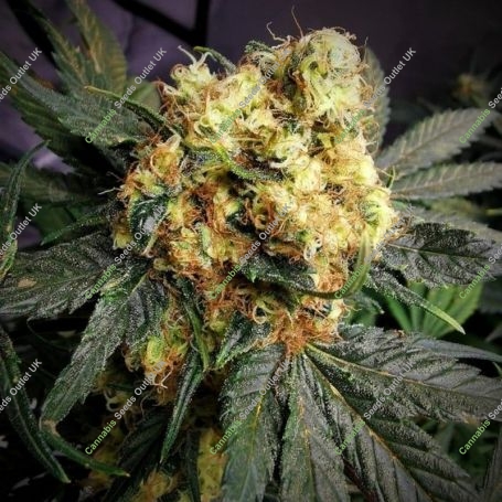 Hash Cake Feminized Marijuana Strain by TasteBudz For Sale Online at Cannabis Seeds Outlet