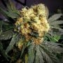 Hash Cake Feminized Marijuana Strain by TasteBudz For Sale Online at Cannabis Seeds Outlet