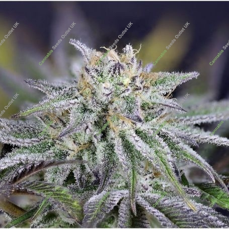 Peyote Gorilla Feminized Marijuana Strain by Seedsman For Sale Online at Cannabis Seeds Outlet