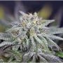 Peyote Gorilla Feminized Marijuana Strain by Seedsman For Sale Online at Cannabis Seeds Outlet