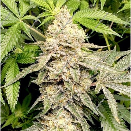 Head Cake Feminized Marijuana Strain by Elev8 Seeds For Sale Online at Cannabis Seeds Outlet