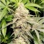 Head Cake Feminized Marijuana Strain by Elev8 Seeds For Sale Online at Cannabis Seeds Outlet
