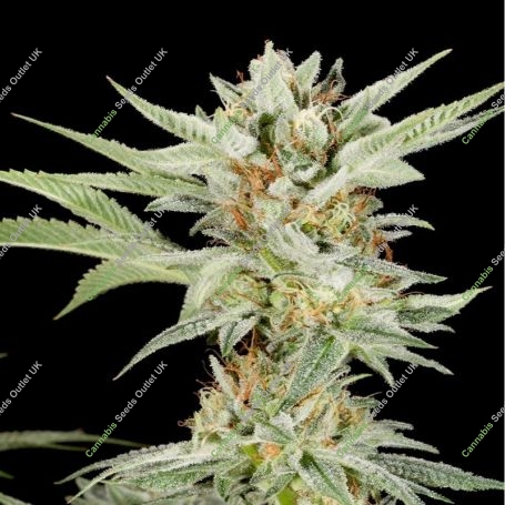 Lemon Gelato Feminized Marijuana Strain by Elev8 Seeds For Sale Online at Cannabis Seeds Outlet